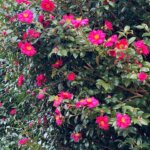 新年明けましておめでとうございます！今年もよろしくお願いいたします | 2026 #現代アート