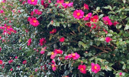 新年明けましておめでとうございます！今年もよろしくお願いいたします | 2026 #現代アート